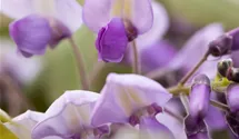 Chinesischer Blauregen 'Prolific'