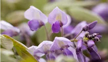 Chinesischer Blauregen 'Prolific'