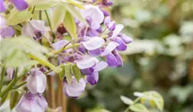 Chinesischer Blauregen 'Prolific'
