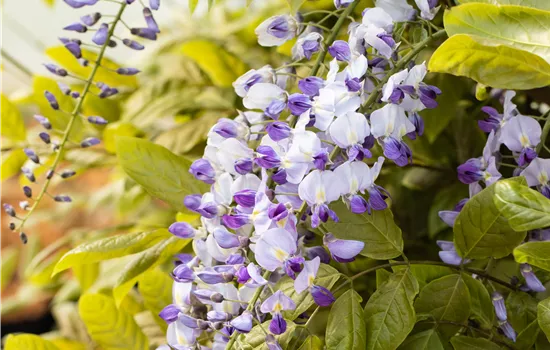 Wisteria floribunda 'Macrobotrys'