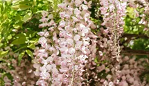 Edelblauregen 'Honbeni'