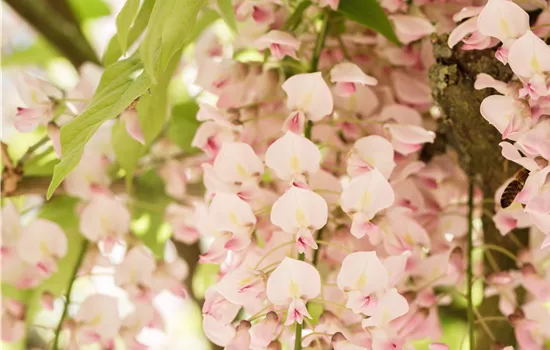 Wisteria floribunda 'Honbeni'