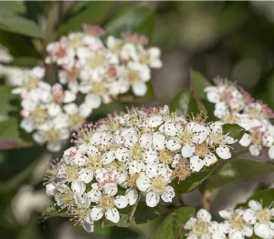 Aronia melanocarpa 'Nero' Aronia melanocarpa 'Nero'