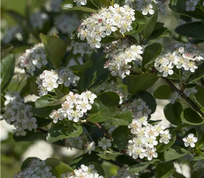 Aronia prunifolia 'Viking' Aronia prunifolia 'Viking'