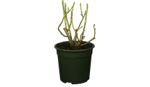 Hochstamm 90cm 'Ascot'®