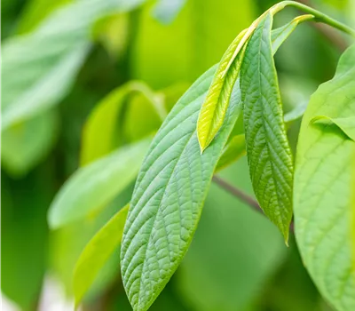 Asimina triloba Asimina triloba
