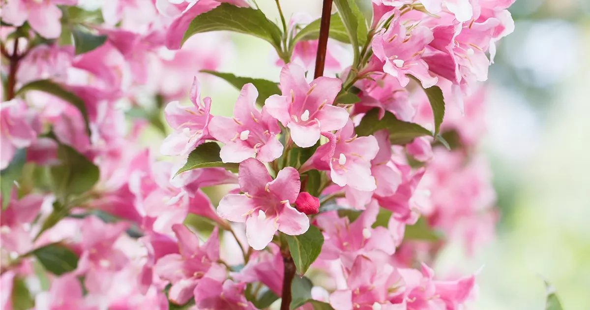 Weigela 'Stelznieri'