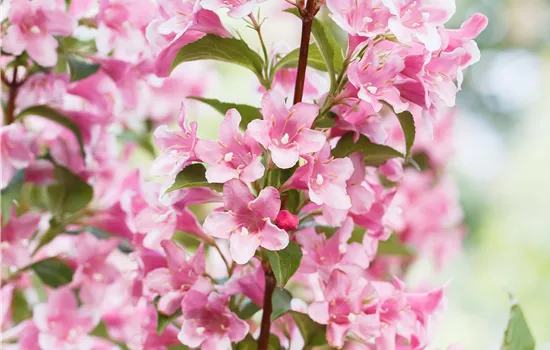 Weigela 'Stelznieri' 