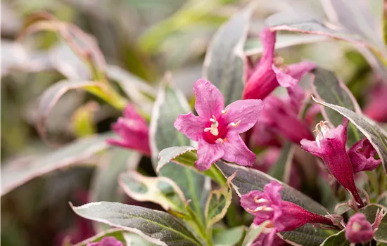 Weigela florida 'Verweig Monet'  Weigela florida 'Verweig Monet'