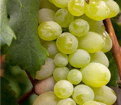 Vitis 'Excelsior' Vitis 'Excelsior'