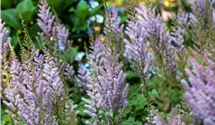 Astilbe de Chine "Pumila"