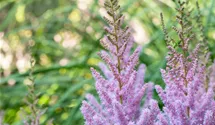 Astilbe de Chine "Pumila"