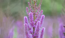 Astilbe de Chine "Pumila"