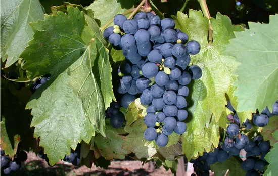 Vitis 'Buffalo' 