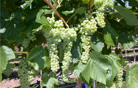 Vitis 'Birstaler Muskat'