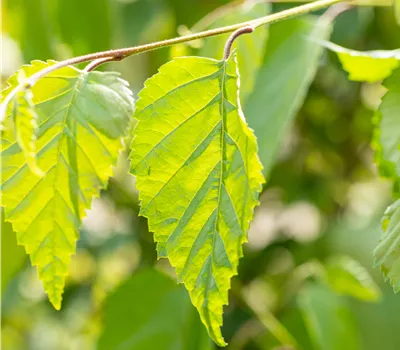 Betula utilis Betula utilis