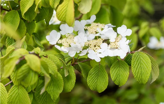 Viburnum plicatum f. tomentosum