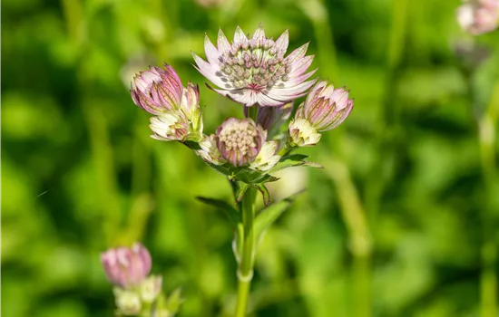 Astrantia major 'Pink Button' Astrantia major 'Pink Button'
