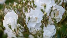 Rosiers grimpants 'Bobby James'