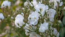 Rosiers grimpants 'Bobby James'