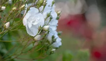 Rosiers grimpants 'Bobby James'