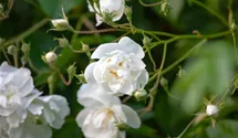 Rosiers grimpants 'Bobby James'