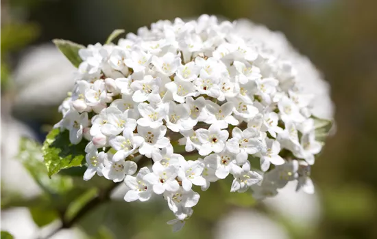 Viburnum burkwoodii  Viburnum burkwoodii