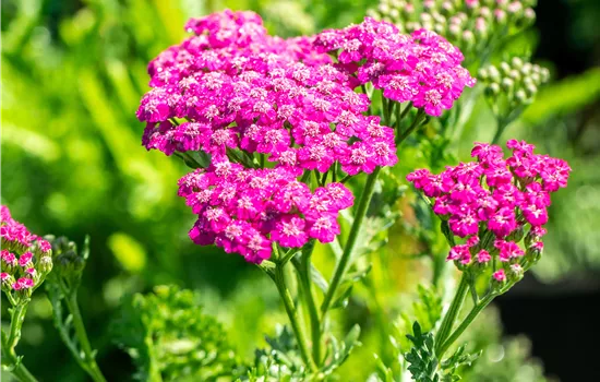 Achillea millefolium 'Pink Grapefruit' Achillea millefolium 'Pink Grapefruit'