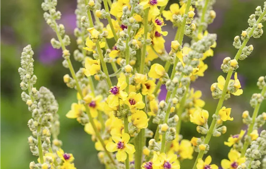 Verbascum nigrum