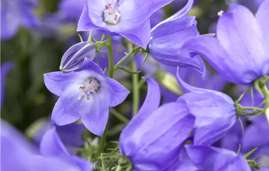 Campanula rotundifolia 'Thumbell Blue' Campanula rotundifolia 'Thumbell Blue'