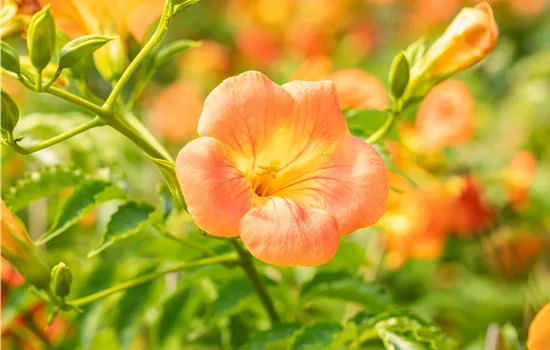 Campsis grandiflora  Campsis grandiflora