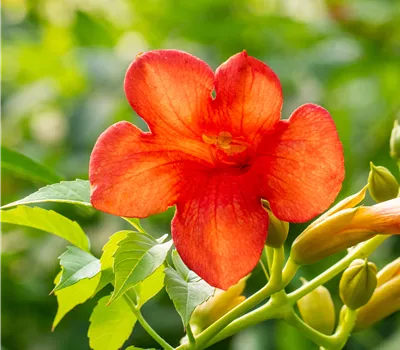 Campsis tagliabuana 'Mme Galen' Campsis tagliabuana 'Mme Galen'