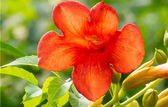 Campsis tagliabuana 'Mme Galen' Campsis tagliabuana 'Mme Galen'