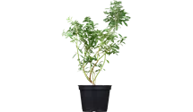 -1,2m/Myrtille/Heidelbeere/7-8/