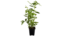 Myrtille 'Goldtraube 71'