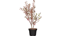 Heidelbeere 'Elisabeth'