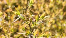 Heidelbeere 'Elisabeth'