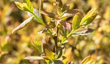 Heidelbeere 'Elisabeth'