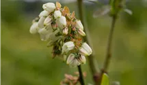 Heidelbeere 'Elisabeth'