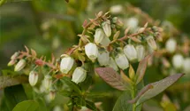 Heidelbeere 'Elisabeth'