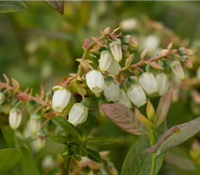 Vaccinium corymbosum 'Elisabeth' Vaccinium corymbosum 'Elisabeth'