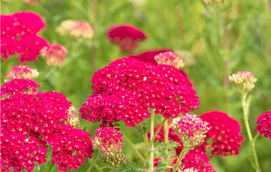 Achillea millefolium 'Pomegranate' Achillea millefolium 'Pomegranate'