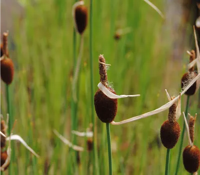 Typha minima Typha minima