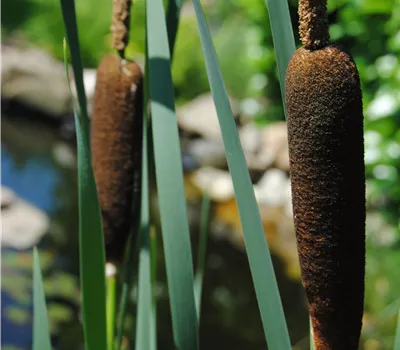 Typha latifolia Typha latifolia