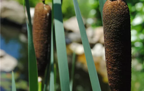 Typha latifolia