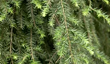 Hänge-Hemlocktanne 'Pendula'