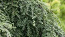 Hänge-Hemlocktanne 'Pendula'