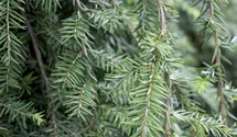 Hänge-Hemlocktanne 'Pendula'