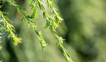 Hänge-Hemlocktanne 'Pendula'