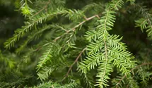 Kanadische Hemlocktanne
